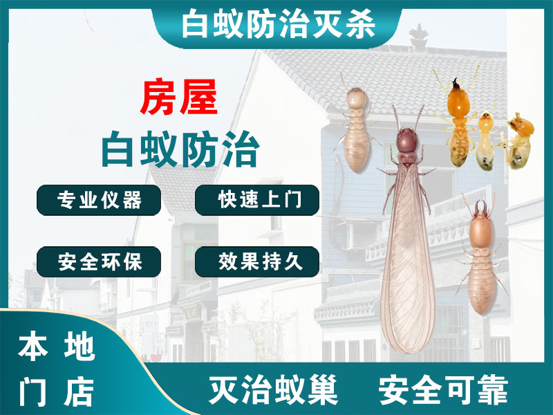 黄浦区房屋白蚁防治
